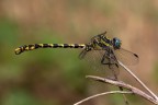 Onychogomphus uncatus Onychogomphus uncatus