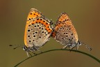 sull'altalena sull'altalena