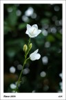 Bianco Bianco