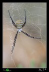 ...ARGIOPE...