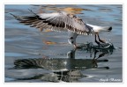 Riflessi.... Riflessi....