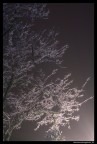 frozen frozen