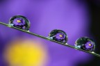 drops drops