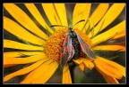macro: esordiente totale macro: esordiente totale