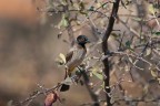 Dalla Namibia