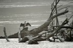 Cormorano Cormorano