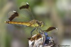 Sympetrum pedemontanum Sympetrum pedemontanum