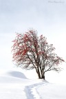 Frozen Life Frozen Life