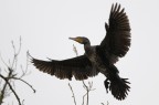 Cormorano
