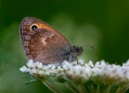 Coenonypha pamphilus