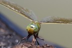 imperator 2 imperator 2