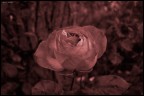 rosa hue rosa hue