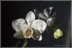 Orchidea 1