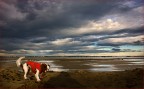 Dog in Red .. Dog in Red ..