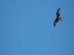 In volo In volo