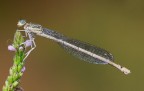 Platycnemis-pennipes Platycnemis-pennipes