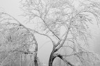 neve neve