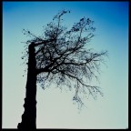 Rolleicord Va - Type 1
Xenar 3,5/75mm
Fuji Velvia 100

Attendo commenti! :o)