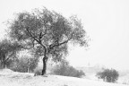 Ulivo nella neve