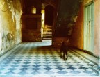 Un cane si aggira nell'ombra umida e fresca degli androni dei vecchi palazzi..
Scansione di diapositiva Ektacrome _