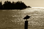 Pellicano.. Pellicano..