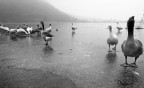 Disagi invernali a Paperopoli Disagi invernali a Paperopoli