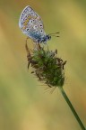 Polyommatus icarus Polyommatus icarus