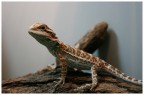 Pogona Vitticeps (baby)
Lucertola Australiana

(foto test di procedura Gallery)