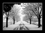 ...IL VIALE... ...IL VIALE...