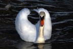 Cigno Cigno
