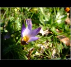 Fleur Fleur
