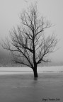 Albero nel ghiaccio Albero nel ghiaccio