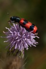 Trichodes alvearius Trichodes alvearius