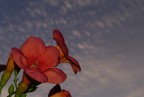 Verso il cielo Verso il cielo