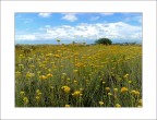 elicrisum..... elicrisum.....