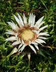 Fiore Alpino Fiore Alpino