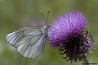 Aporia crataegi Aporia crataegi