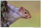 Squirrel Squirrel