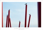 The sentinels The sentinels