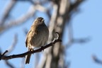Scopaiola Scopaiola