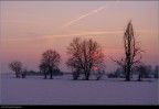 Alberi al tramonto Alberi al tramonto
