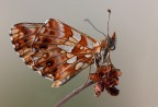 Melitaea atalia