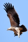Aquila Aquila