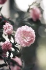 Flower Flower