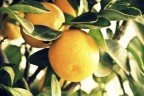 orange orange