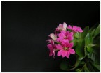 fiore