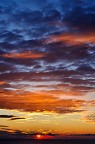 alba alba