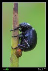 Primo scatto Tamron 180mm! Primo scatto Tamron 180mm!