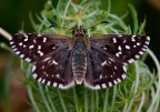 Pyrgus malvoides Pyrgus malvoides