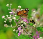 ... molto ravvicinati